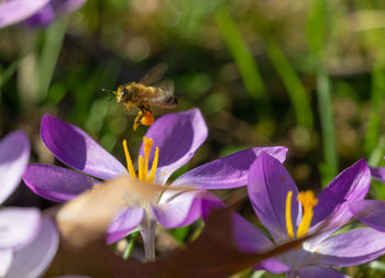 Close-up of bee pollinating on purple flower