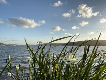 Close-up of plants by sea against sky