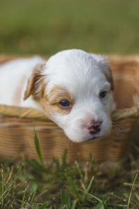 Close-up of dog on field