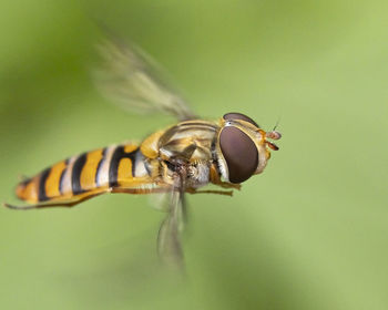 Close-up of housefly