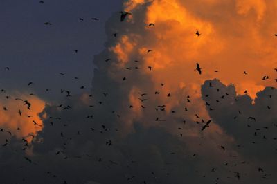 Low angle view of silhouette birds flying against cloudy sky