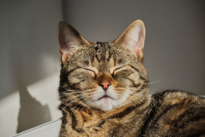 Close-up portrait of a cat