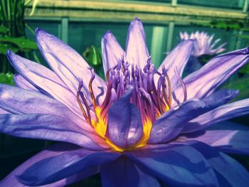 Close-up of purple flower