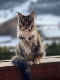 Portrait of cat sitting on table