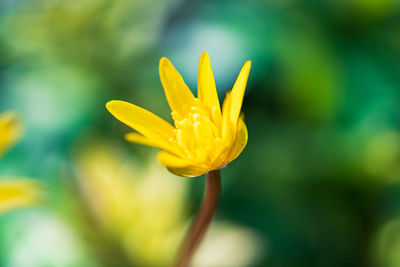 Close-up of yellow flower