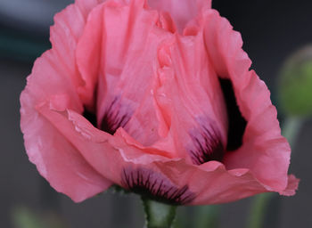 Beauty of a poppy