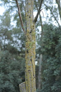 Close-up of tree trunk in forest