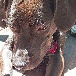 Close-up portrait of a dog