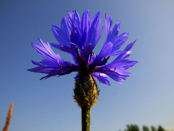 Close-up of purple flowers
