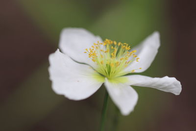 Close-up of white flowering plant