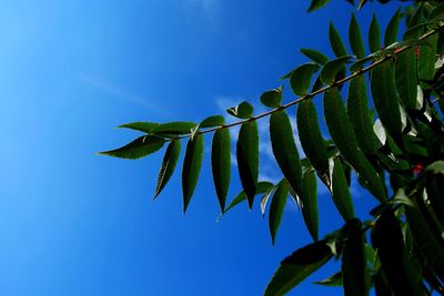 Low angle view of leaves against blue sky
