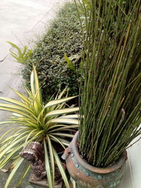 High angle view of potted plant