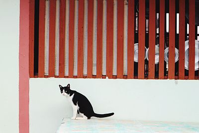 Cat sitting against wall