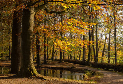 Trees in forest during autumn