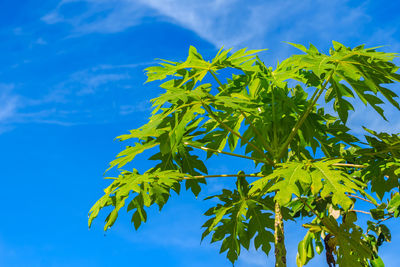 Low angle view of plant against sky