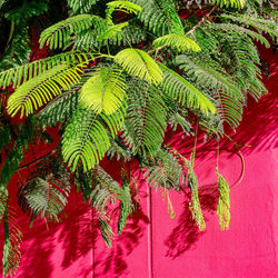 Low angle view of green leaves on tree