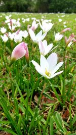 Close-up of white crocus flowers on field