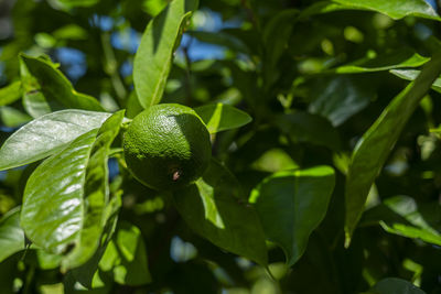 Lovely green and juicy lime on a tree