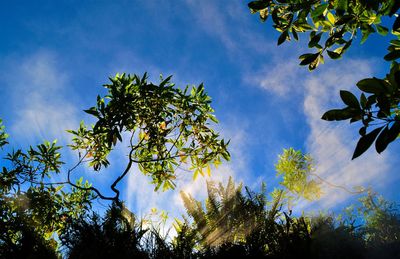 Low angle view of trees against blue sky