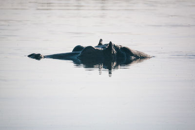 Ducks swimming in a lake