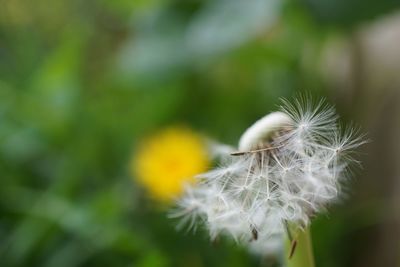 Close-up of dandelion