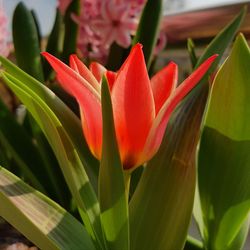 Close-up of red flower