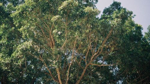 Low angle view of trees in forest