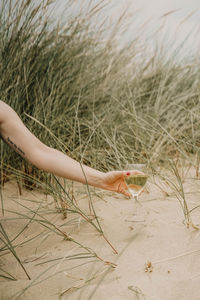 Cropped hand of woman holding wineglass at beach