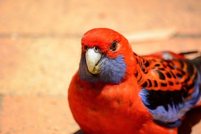 Close-up of parrot