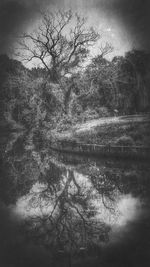 Reflection of trees in lake