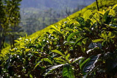 Close-up of fresh green plant