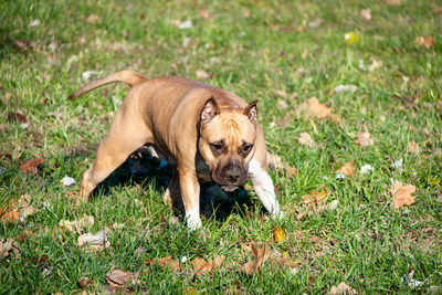 Portrait of dog on grassy field