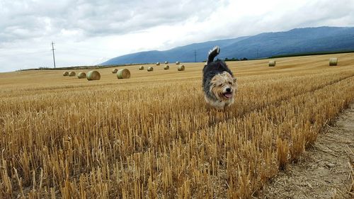 Dog running on farm against cloudy sky