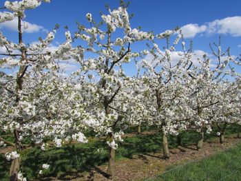 Cherry blossoms in spring