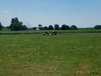 Horses in a field