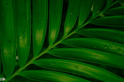 Full frame shot of green leaves