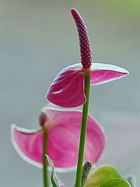 Close-up of pink lily blooming outdoors