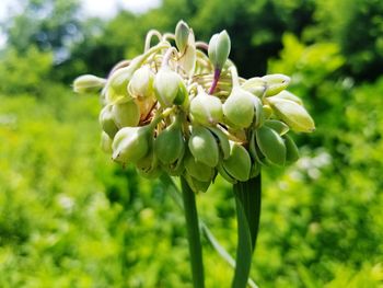 Sunlight falling on flower buds growing on field