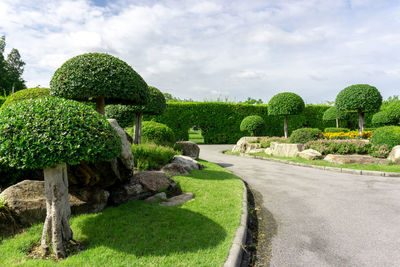 Topiary garden, asphalt road in gardens geometric bush and shrub flowering plant blooming