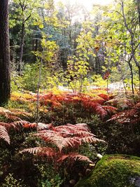 Trees in forest