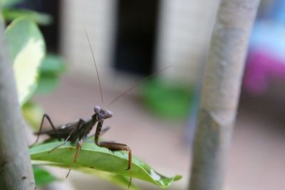 Close-up of mantis on leaf