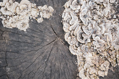 Full frame shot of weathered wooden wall