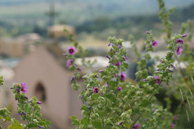 Close-up of pink flowering plant