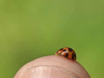 Close-up of ladybug on finger