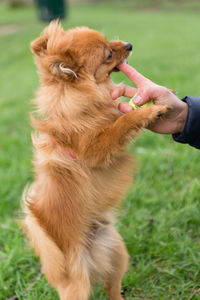 Full length of dog on field