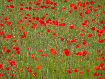 Red poppies blooming in field