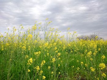 Yellow flowers growing in field against cloudy sky