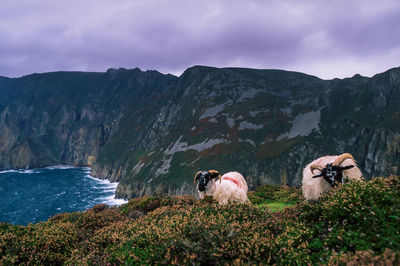 Two scottish blackface sheep are grazing quietly near the awe cliffs of slieve league in ireland