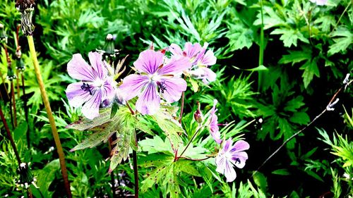 Close-up of purple flowers