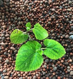 High angle view of plant growing on field